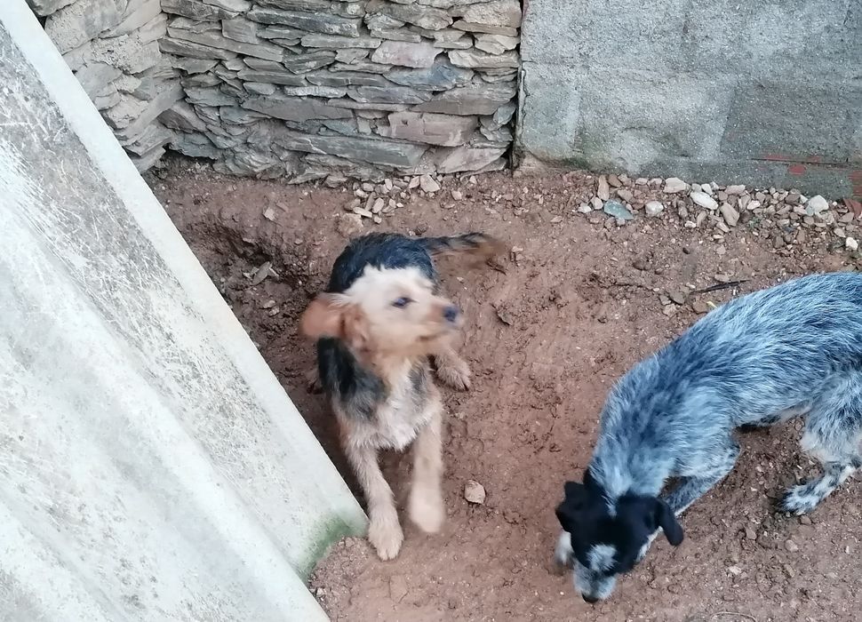 Cadelas podengo/epagneul