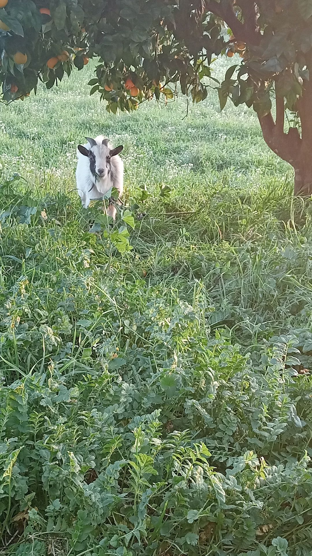 Vende.se cabrito Anao