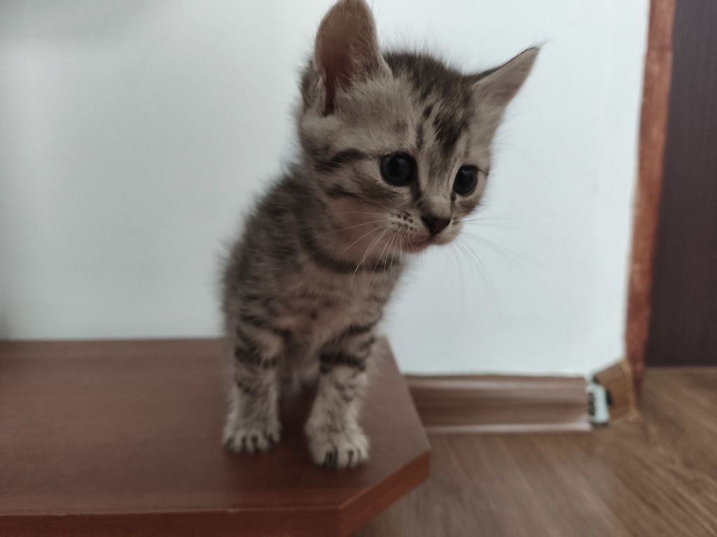 Віддамо в добрі руки кошенята
