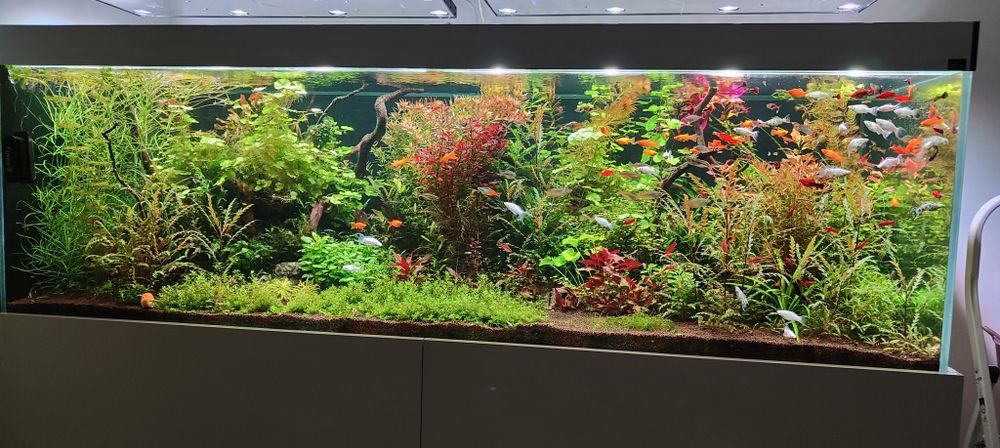 Rośliny akwariowe