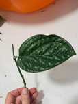 Monstera karstenianum peru