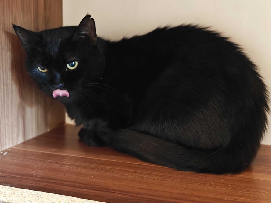 Стильна чорна пантерка кішка Мока 4 роки буде найвдячнішою, дайте шанс