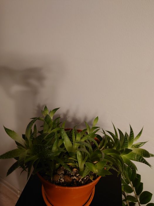 Aloes, niewymagający sukulent