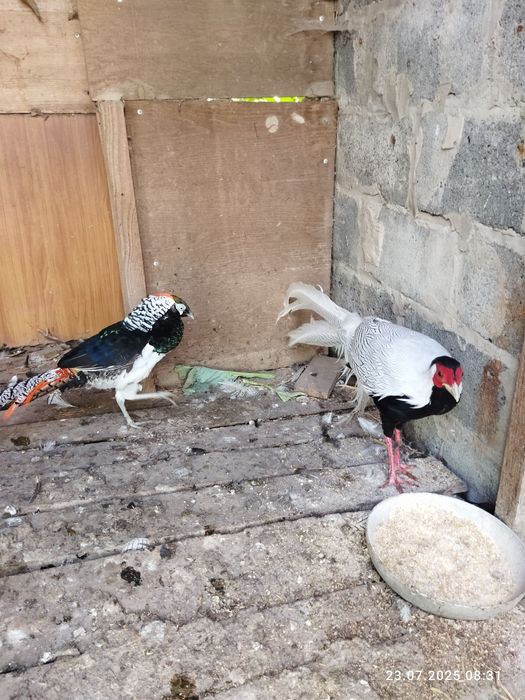 Фазан Алмазний та Сріблястий