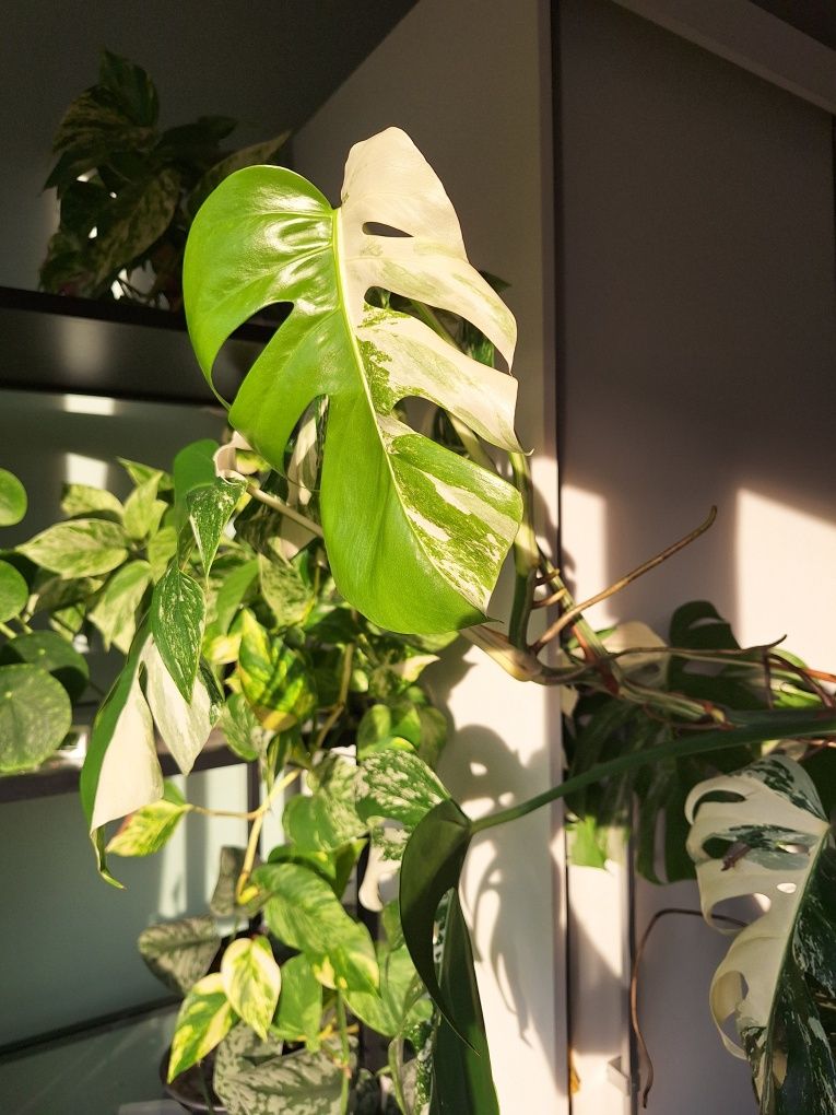 Monstera variegata