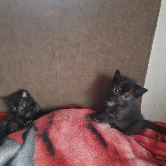 Do oddania dwa kocurki