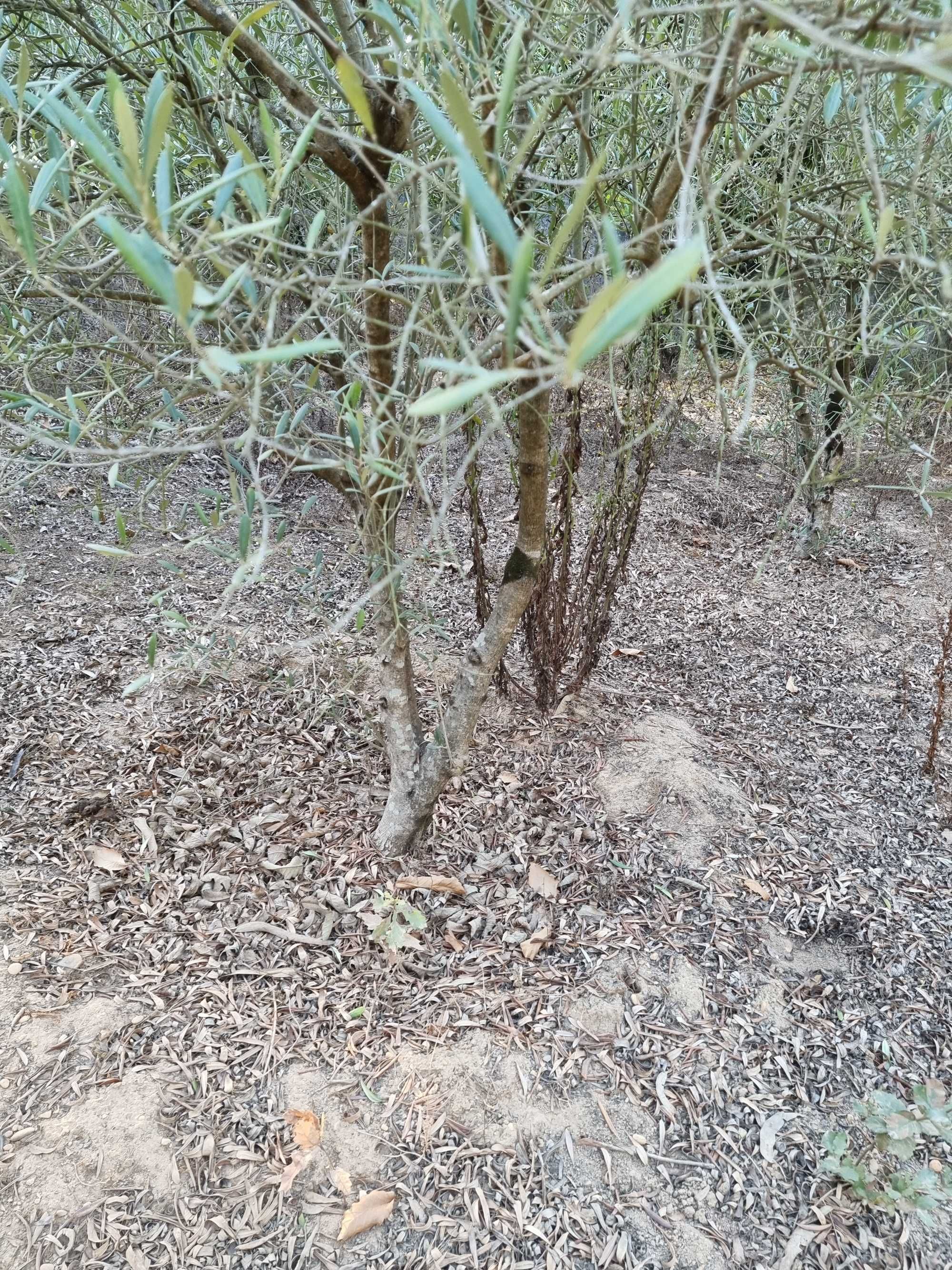 Oliveiras para venda