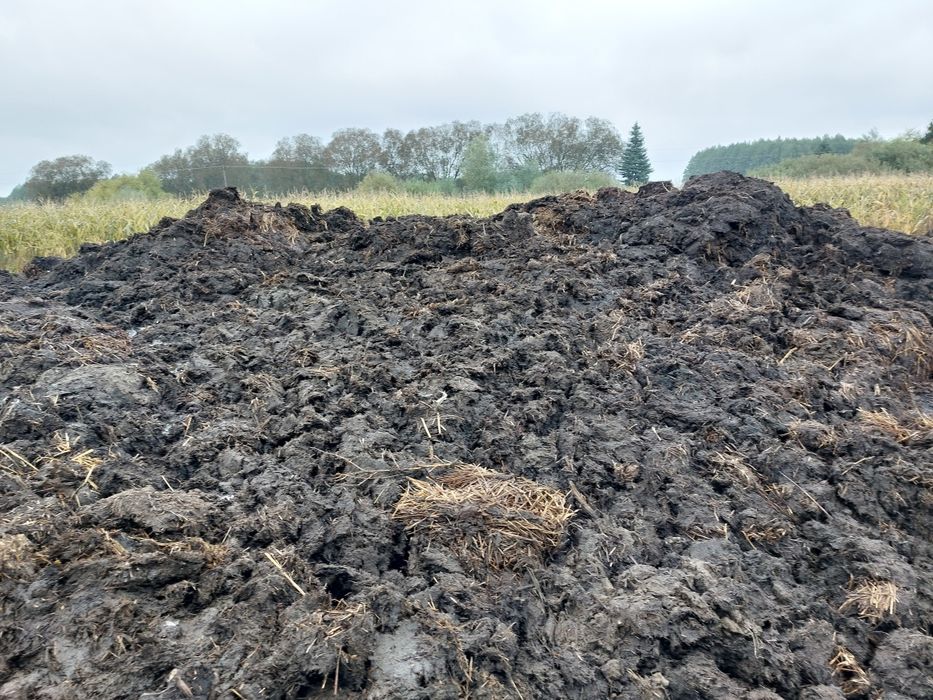 Obornika bydlęcy od krów krowi dostawy 25 ton