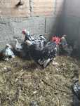Pintos Pekin Motled