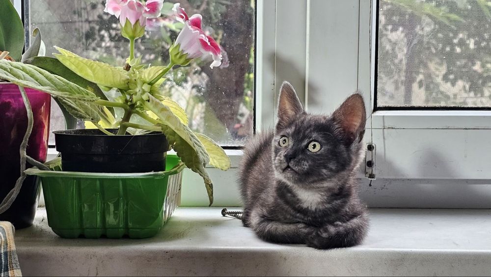 Кошенята мишоловки