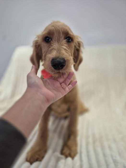 Goldendoodle f1 standard