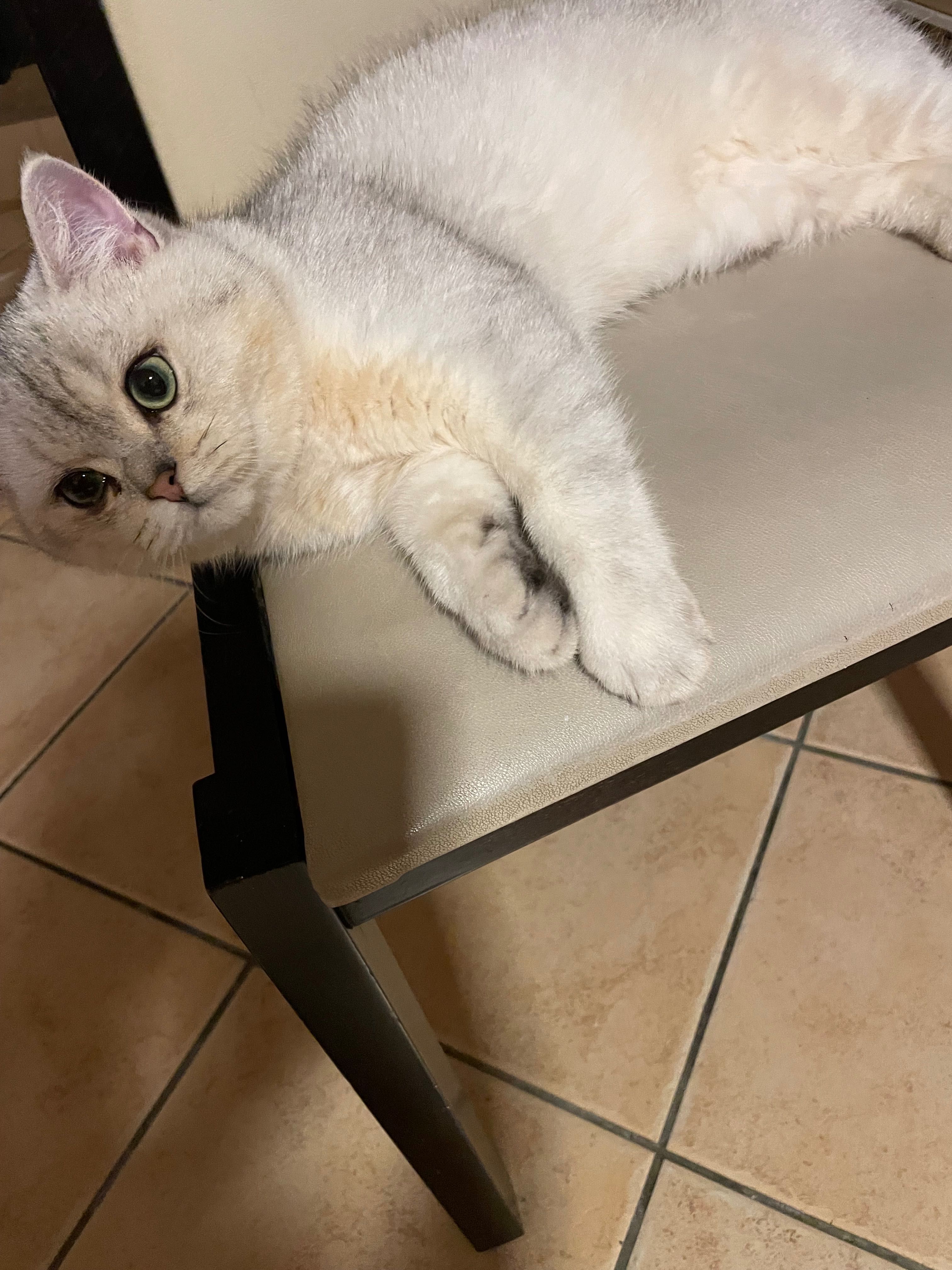 British Shorthair Black Silver Shaded NS11 cor olhos: verde esmeralda