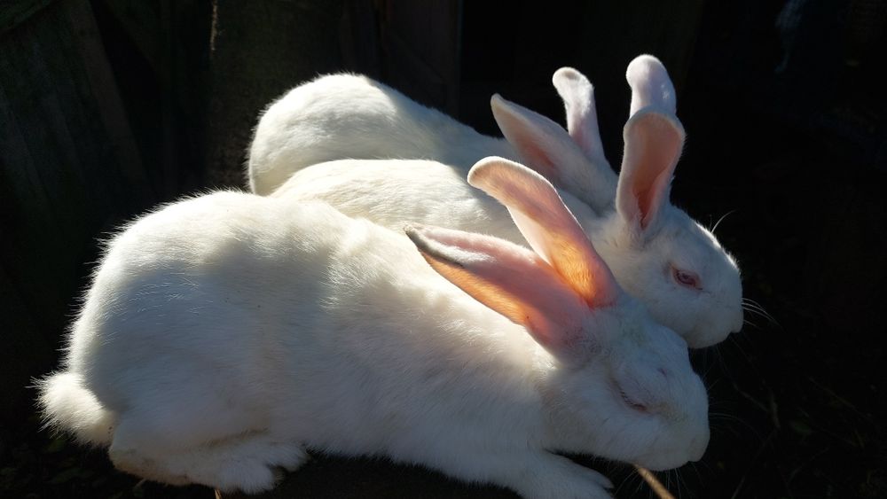 Кролики породи панон