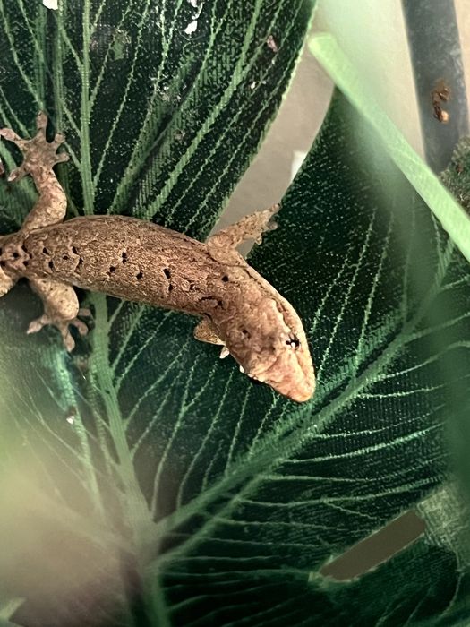 Gekon płaczący / gekony płaczące młode/podrośnięte/dorosłe