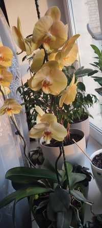 Орхідея жовта, велика