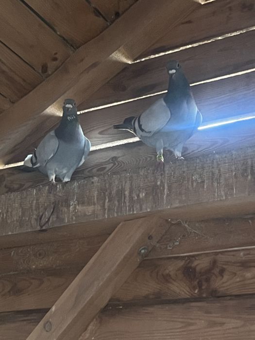 Golebie pocztowe oddam …….