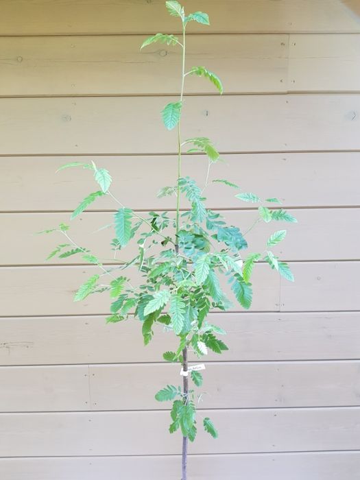 Sorbus ×thuringiaca 'Fastigiata' jarząb turyngski 'Fastigiata'