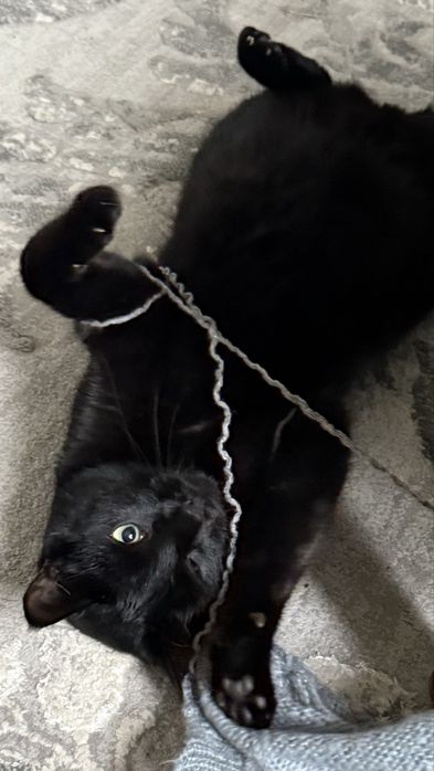 Черный кот ищет дом и любящую семью