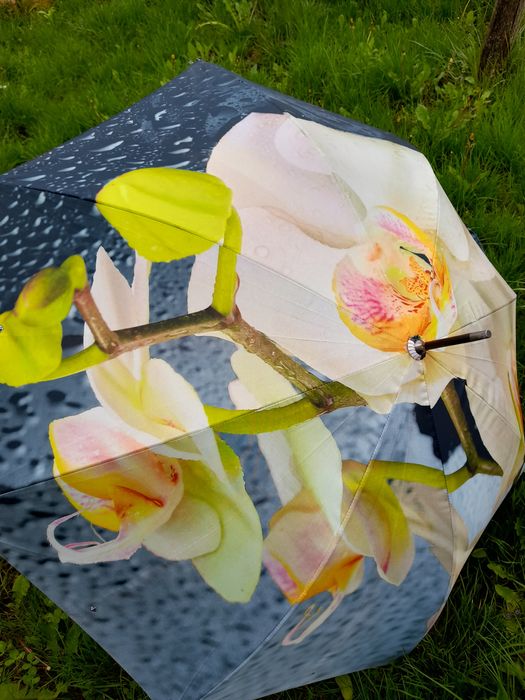 Парасолі тростини