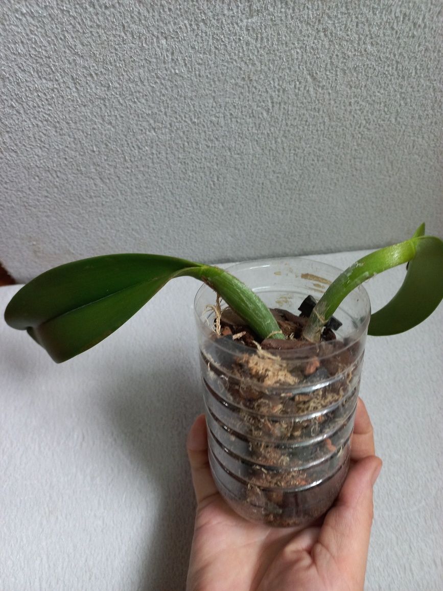 Орхидея катлея сортовая