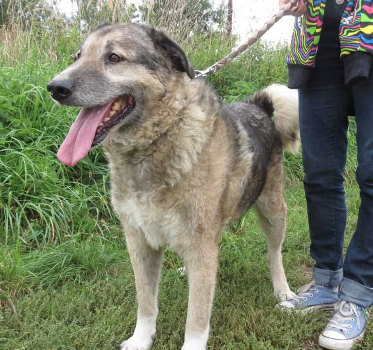 Spokojny, łagodny mix owczarka kaukaskiego. Axel