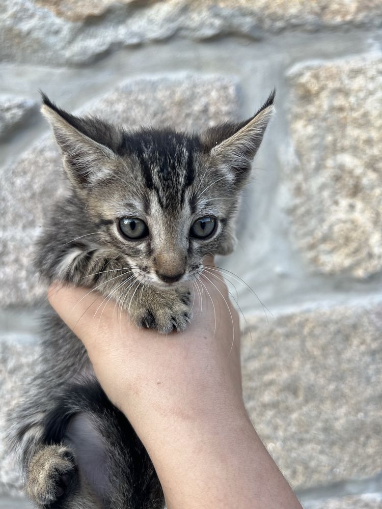 Gatinho para adoção