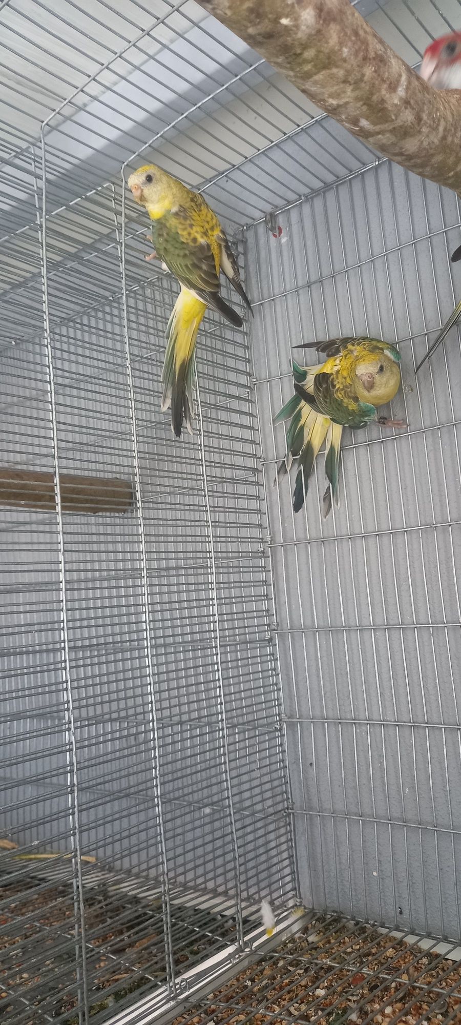 Red rumped amarelo