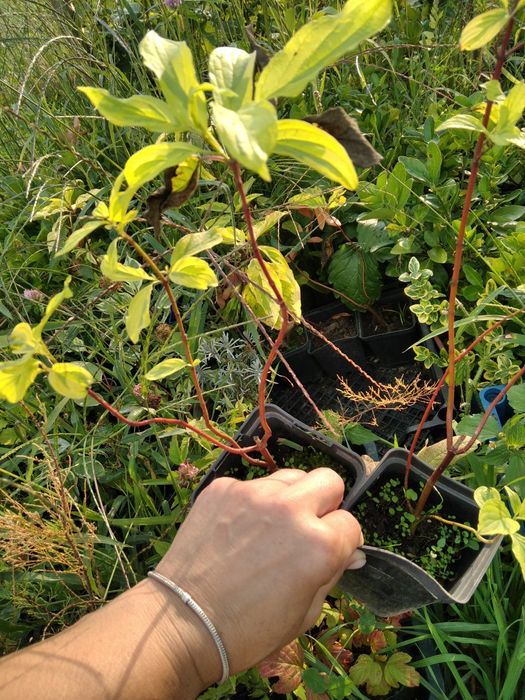 Трави Міскантус  гейхера Опунція Бересклет хоста бірючина