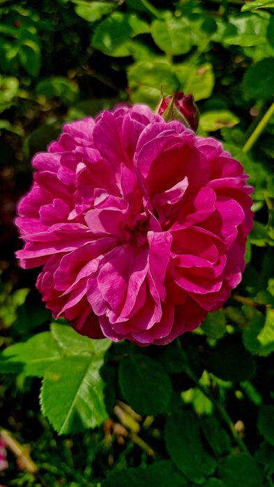 Róża stulistna ( centyfolia) 3 sadzonki