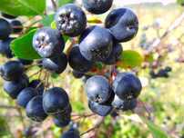 aronia owoce aronii