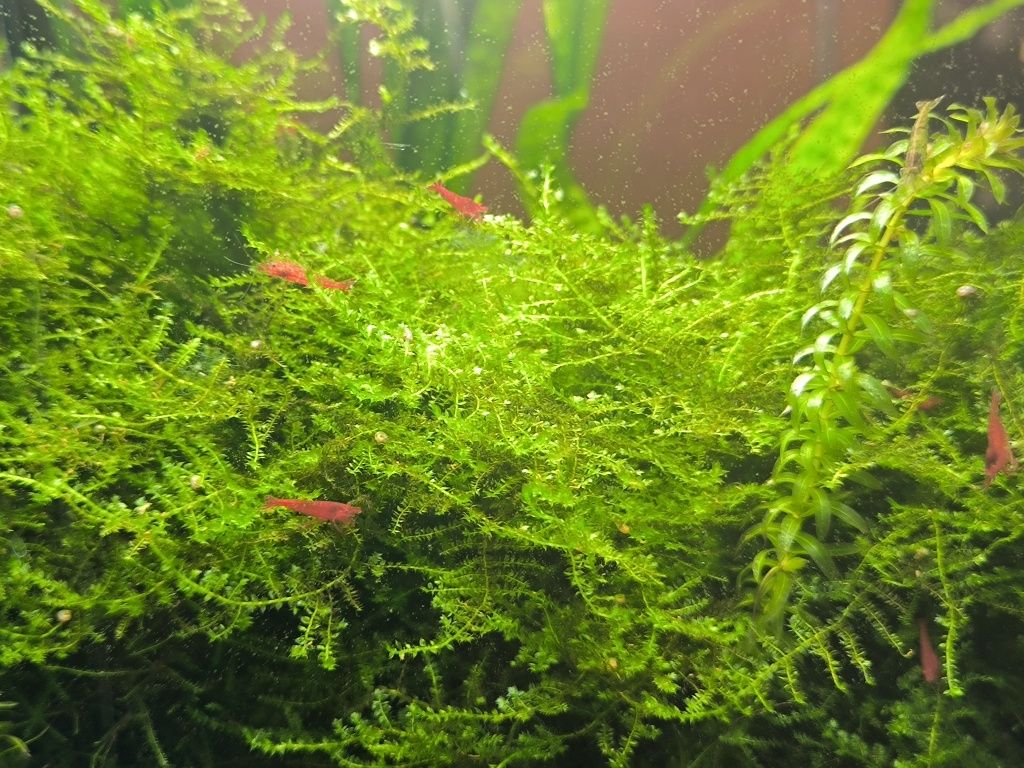 Krewetkarium Aquael 49L 35x35x40h White duży zestaw akwarium krewetki