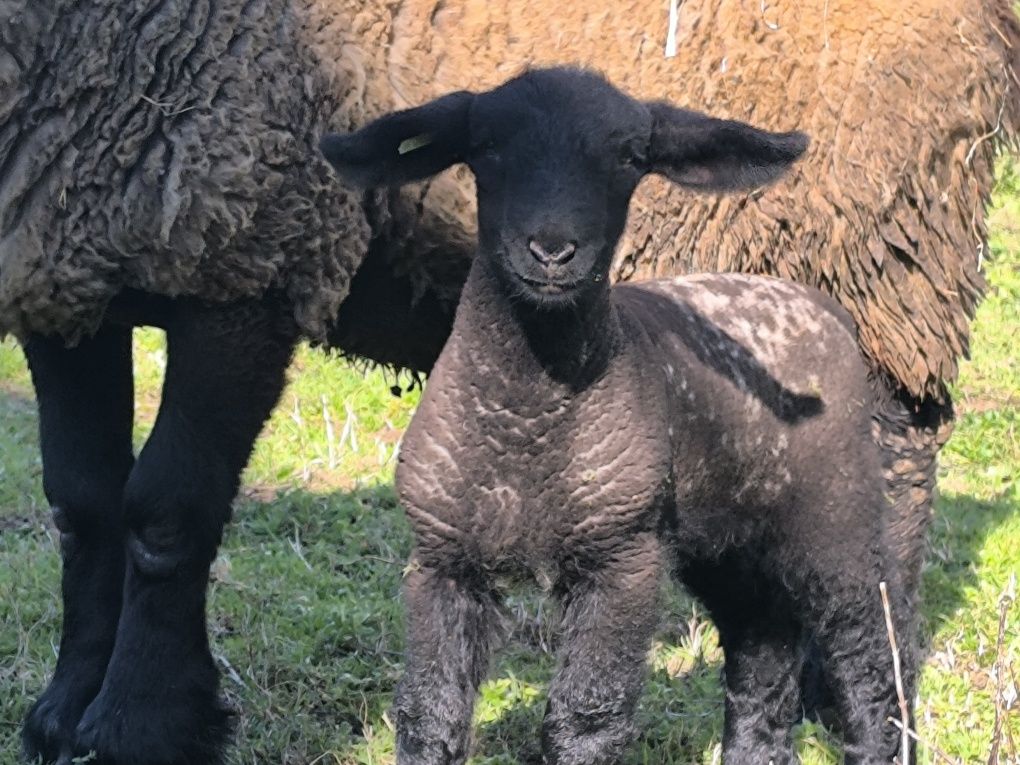 Borregos/borregas Suffolks puros