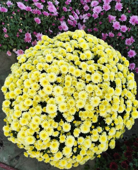 Chryzantema drobnokwiatowa