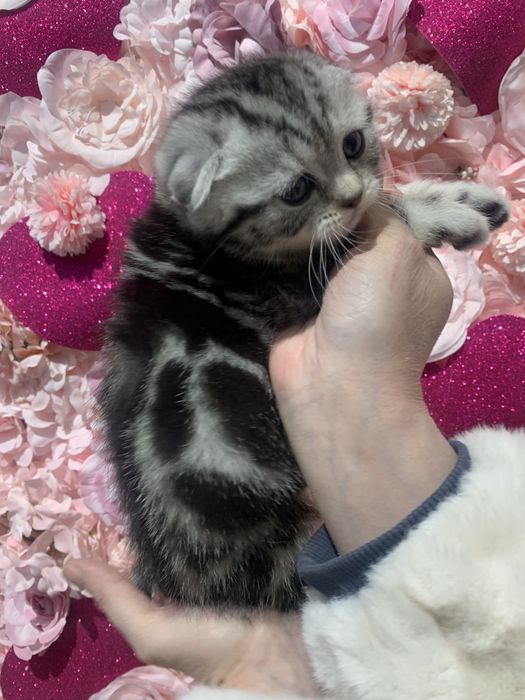 Котенок мальчик с документами!