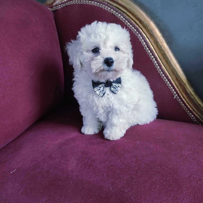 Bichon Frise > piesek.