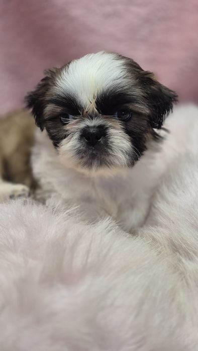 Suczka  Shih Tzu