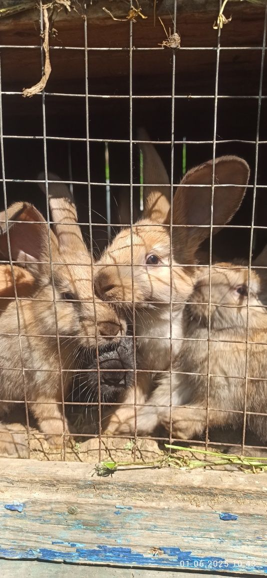 Кролі Продам кроликів різного віку і розмірів