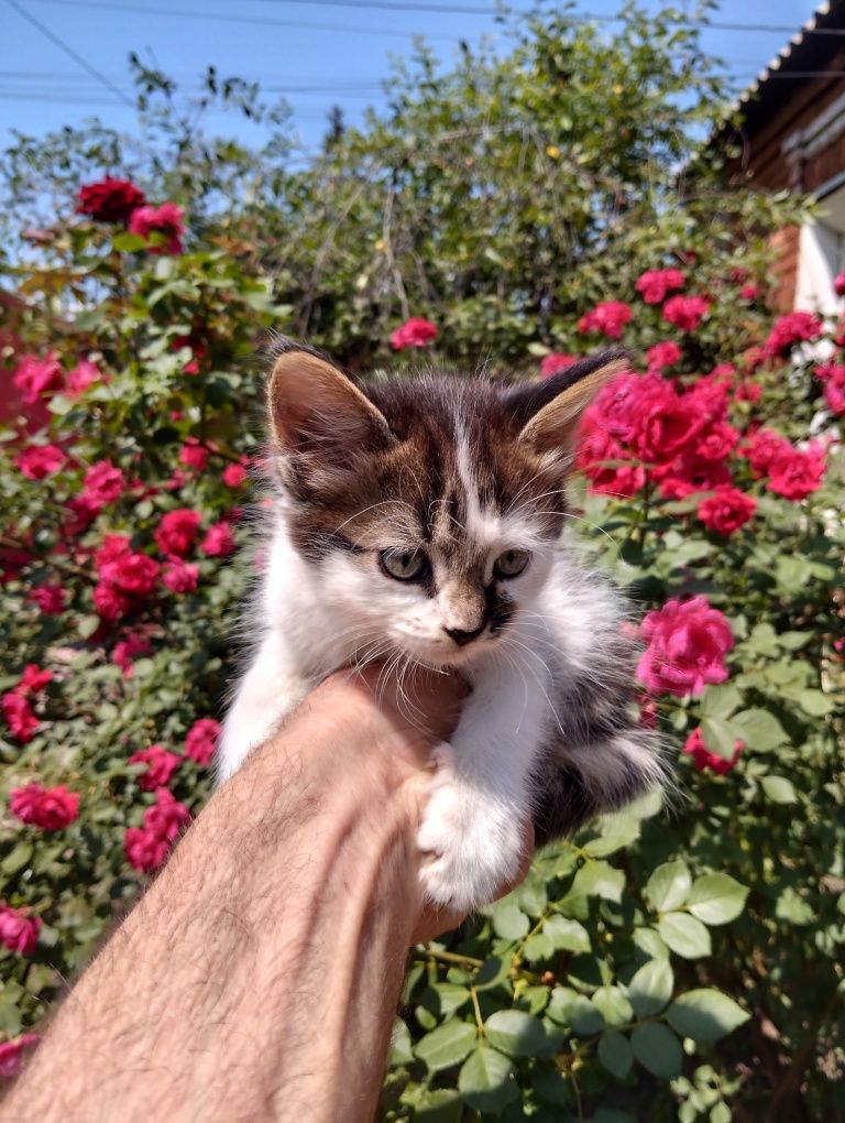 Дарю котят в хорошие руки