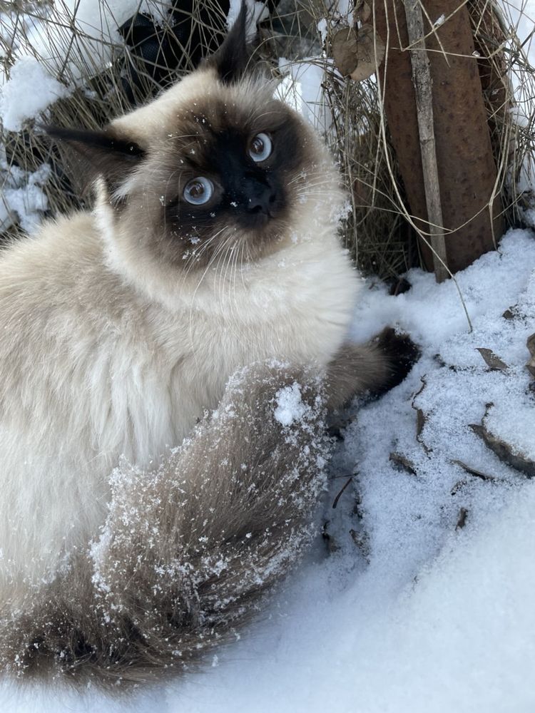 Котята Невська маскарадна