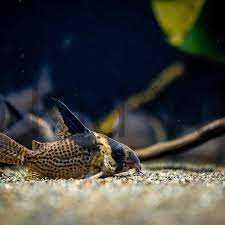 Kirysek czarnopasy - Kirys plamisty - Corydoras melanistius - wotroi