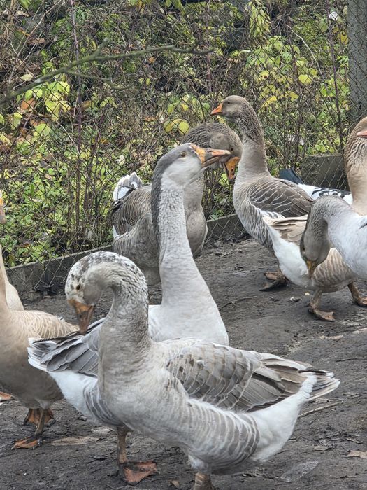 Sprzedam Gęsi gęsina