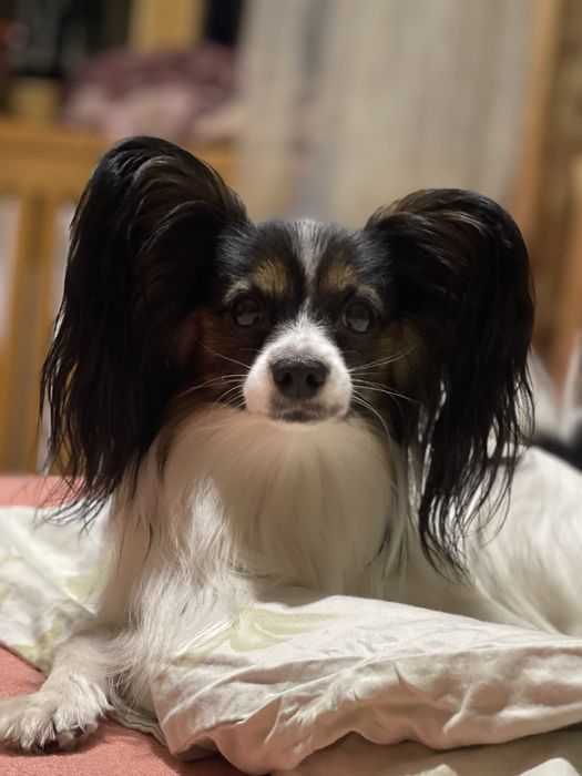 Папийон вязка хлопчик