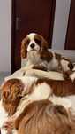 Cavalier King Charles macho