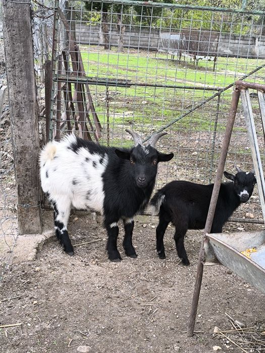Cabritos Anãs machos