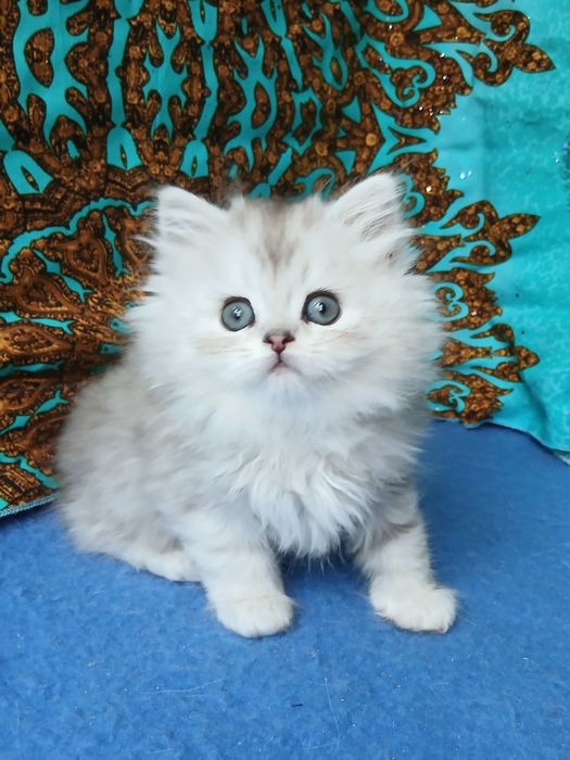 Серебристая шиншилла британский длинношерстный