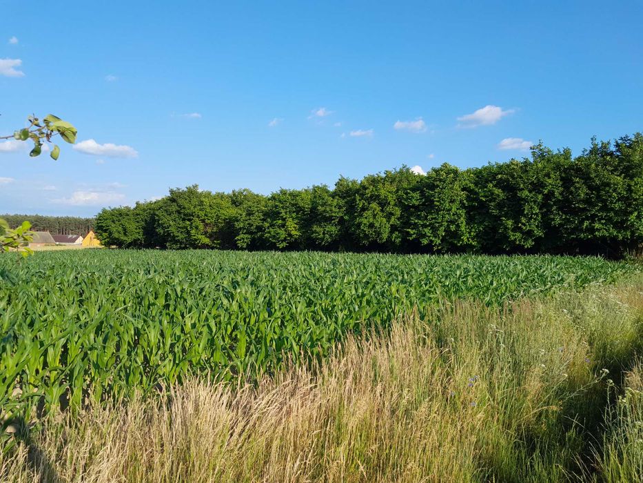 Działka budowlana 0,17 ha Dolina Baryczy