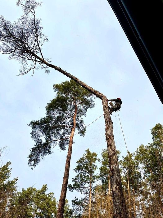 ТЕЛЕФОНУЙТЕ! Зрізання дерев, Кронування, Спил, Валка, Обрізка дерев