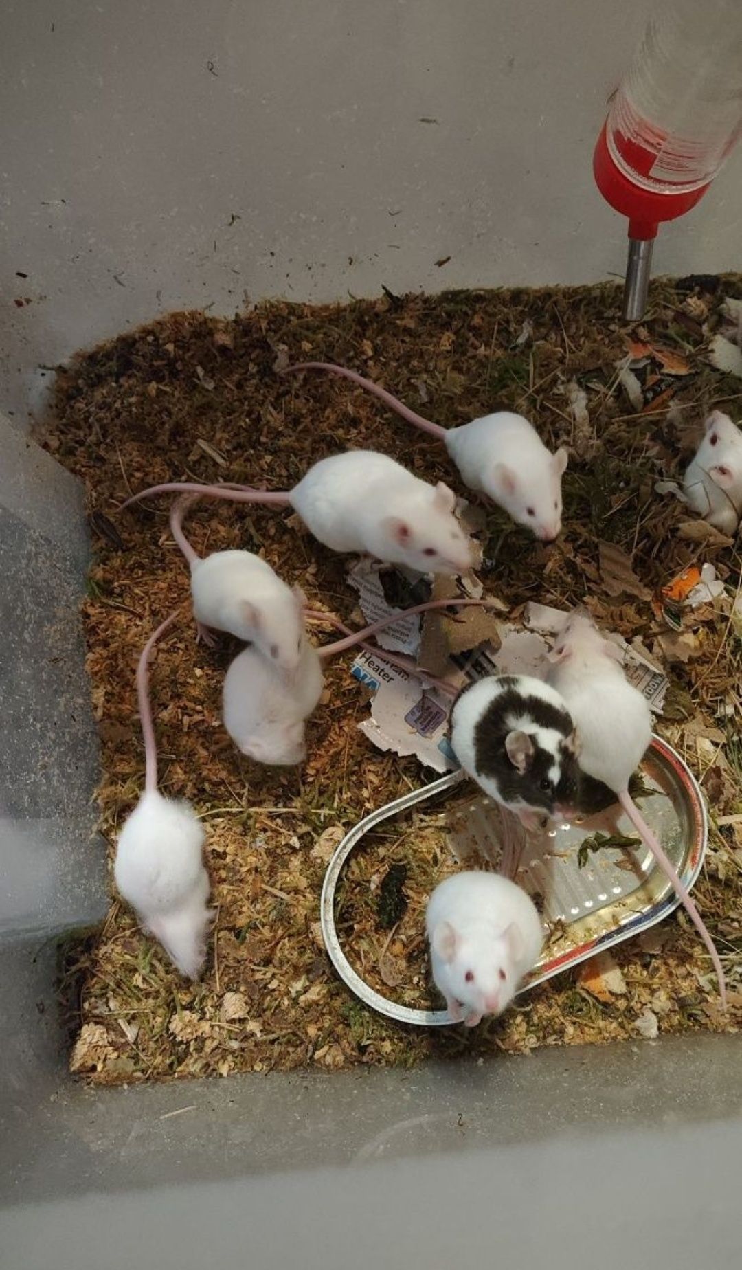 myszy karmowe białe i szare