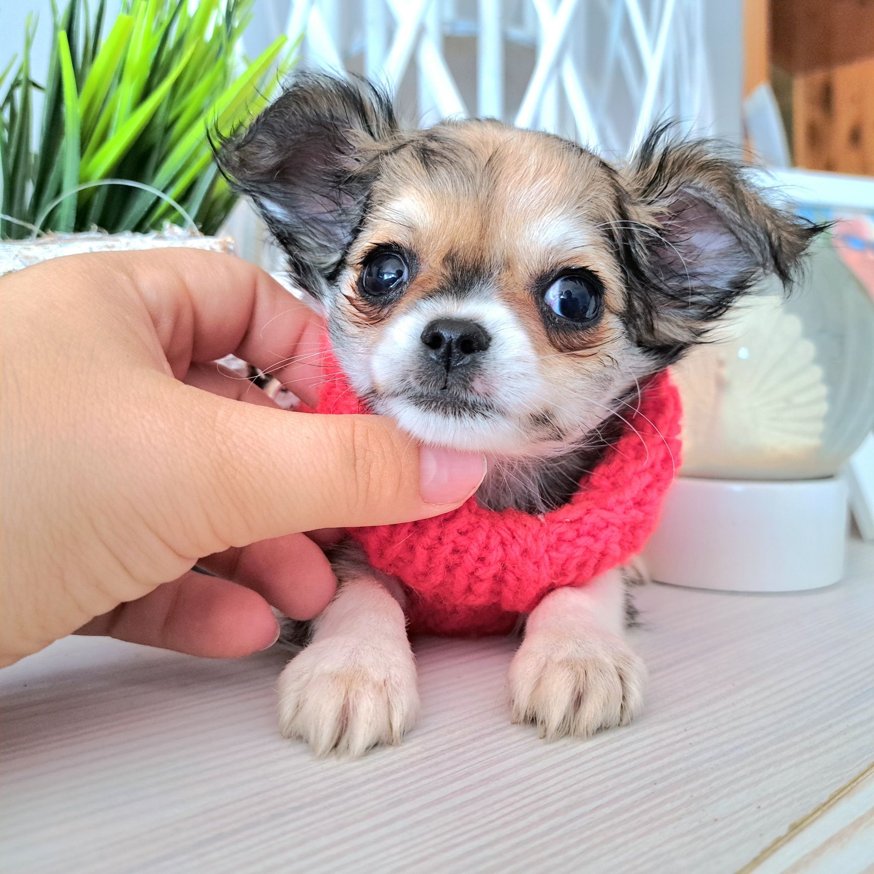 Malusi Franio szuka domku Chihuahua długowłosy