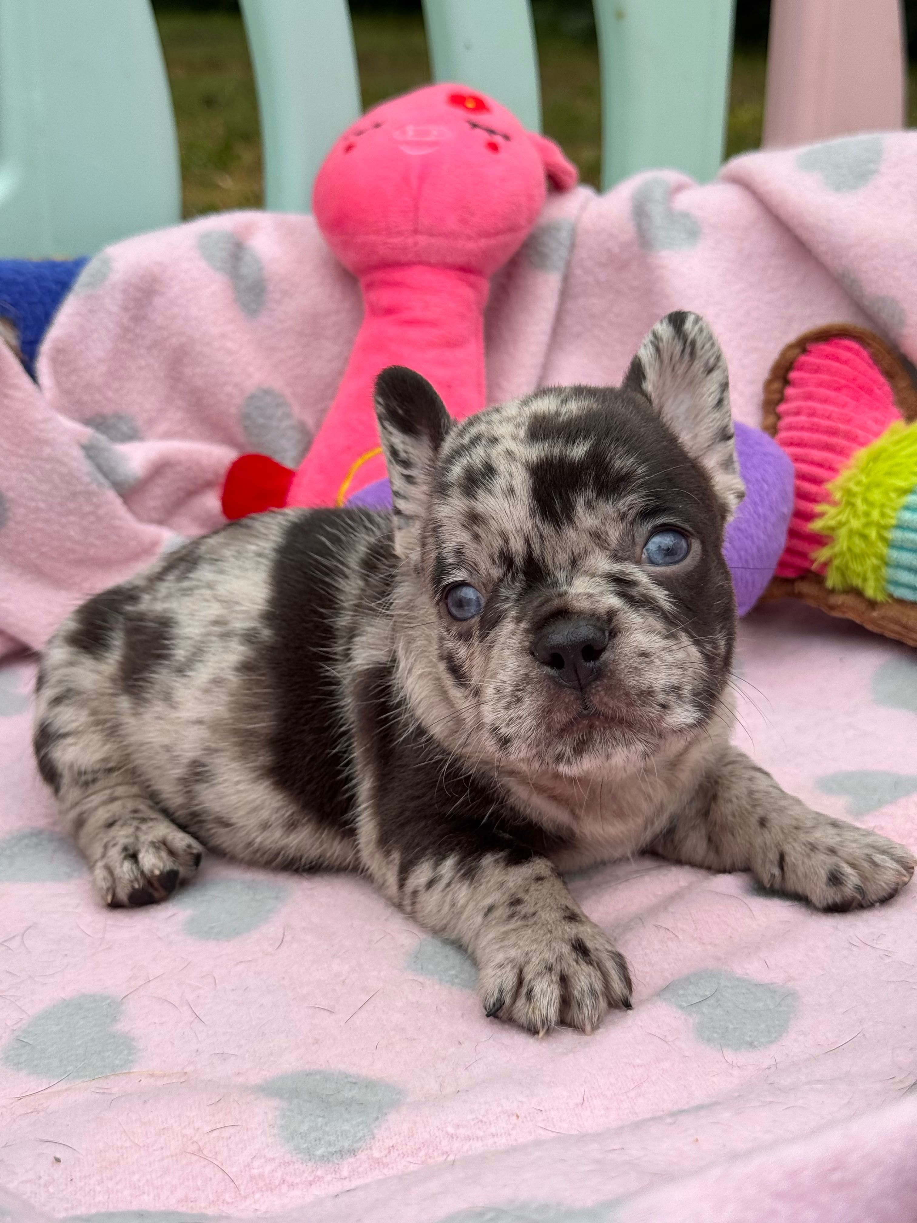 Buldog Francuski chłopak